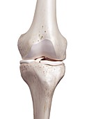 Illustration of the human knee