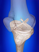 Illustration of the knee ligaments