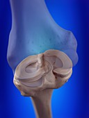 Illustration of the knee menisci