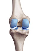 Illustration of the knee cartilage