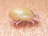 Illustration of a dust mite