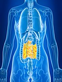 Illustration of female small intestine
