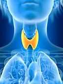 Illustration of female thyroid gland