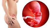 Illustration of a pregnant woman and 11 week foetus