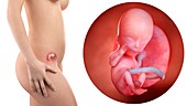 Illustration of a pregnant woman and 13 week foetus