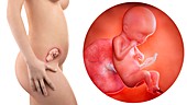 Illustration of a pregnant woman and 19 week foetus
