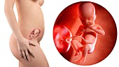 Illustration of a pregnant woman and 21 week foetus