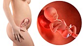 Illustration of a pregnant woman and 23 week foetus