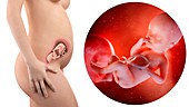 Illustration of a pregnant woman and 25 week foetus