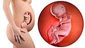 Illustration of a pregnant woman and 31 week foetus