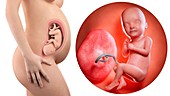 Illustration of a pregnant woman and 33 week foetus