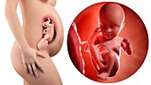 Illustration of a pregnant woman and 35 week foetus