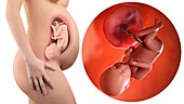 Illustration of a pregnant woman and 39 week foetus