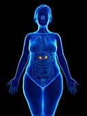 Illustration of an obese woman's adrenal glands