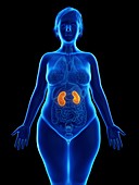 Illustration of an obese woman's kidneys