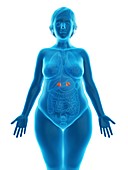 Illustration of an obese woman's adrenal glands