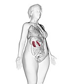 Illustration of an obese woman's kidneys