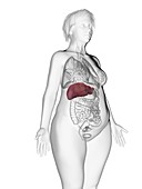 Illustration of an obese woman's liver