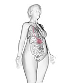 Illustration of an obese woman's stomach