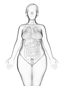 Illustration of an obese woman's internal organs