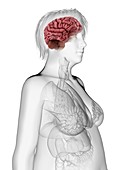 Illustration of an obese woman's brain