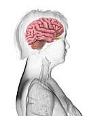 Illustration of an obese woman's brain