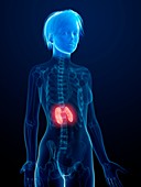 Illustration of inflamed kidneys