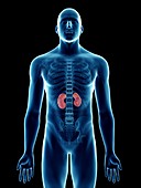 Illustration of a man's kidneys