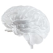 Illustration of a glass brain