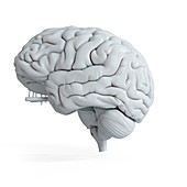Illustration of a white human brain