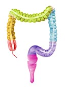 Illustration of the colon sections