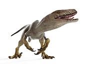 Illustration of a dakotaraptor