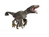 Illustration of a dakotaraptor