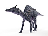 Illustration of a Saurolophus