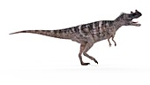 Illustration of a ceratosaurus