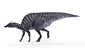 Illustration of a Saurolophus