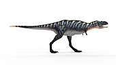 Illustration of a aucasaurus