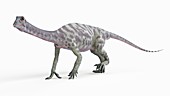 Illustration of a anchisaurus