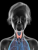 Illustration of an old woman's thyroid