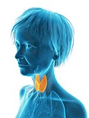 Illustration of an old woman's thyroid gland