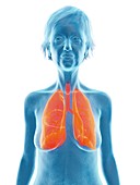 Illustration of an old woman's lung