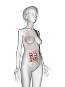 Illustration of an old woman's small intestines