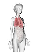 Illustration of an old woman's lung