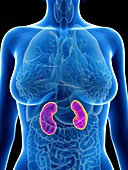 Illustration of a woman's kidneys