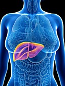 Illustration of a woman's liver