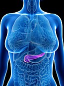 Illustration of a woman's pancreas