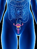 Illustration of a woman's uterus