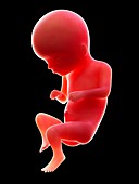 Illustration of a human foetus, week 16