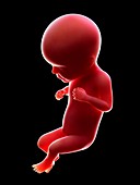 Illustration of a human foetus, week 26