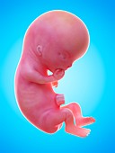 Illustration of a human foetus, week 11